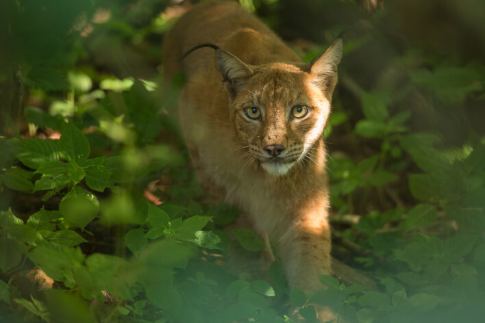 Elistvere animal park image