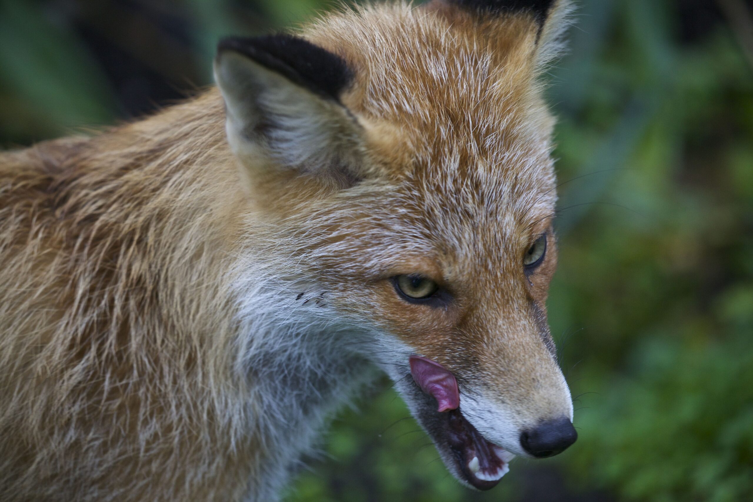 Rebane keelt limpsamas