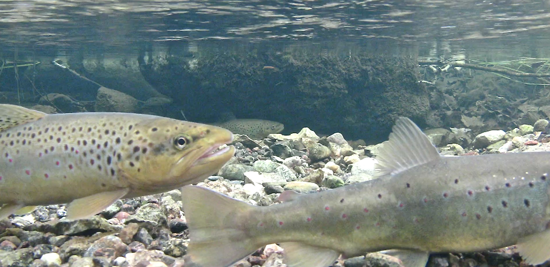 kaks jõeforelli vees