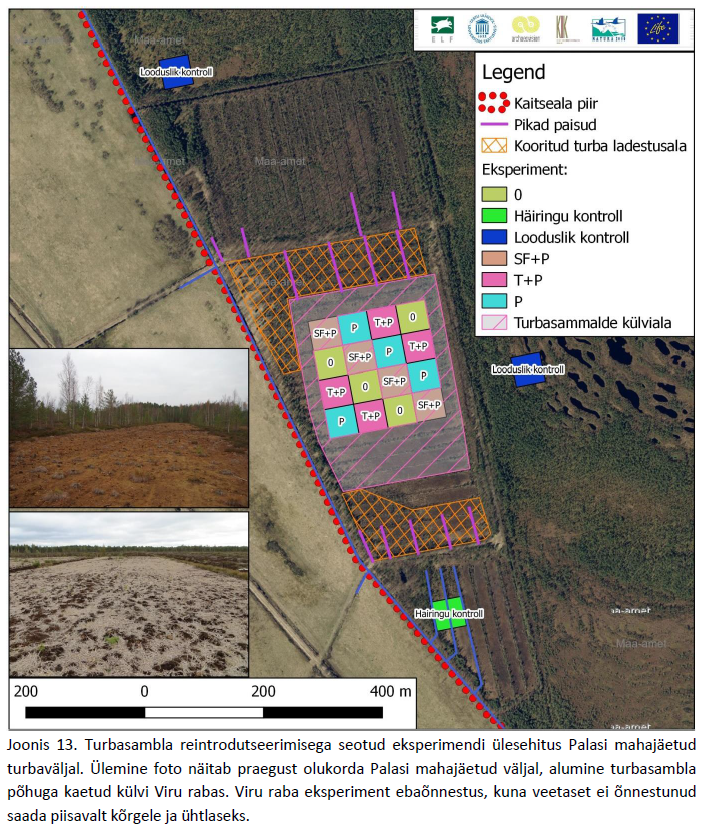 Joonis 13. Turbasambla reintrodutseerimisega seotud eksperimendi ülesehitus Palasi mahajäetud turbaväljal