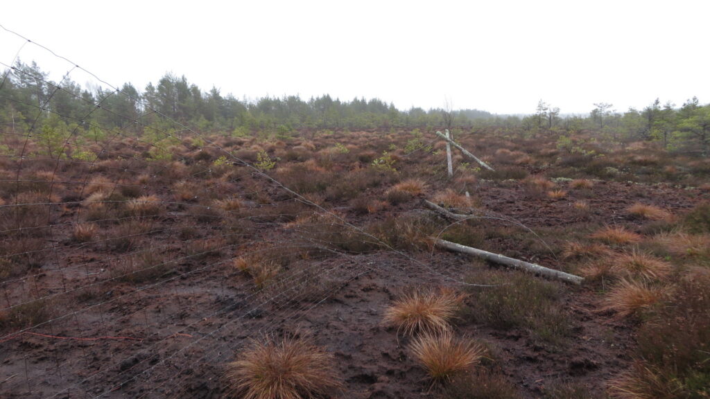 Määvli villpead ja kanarbik