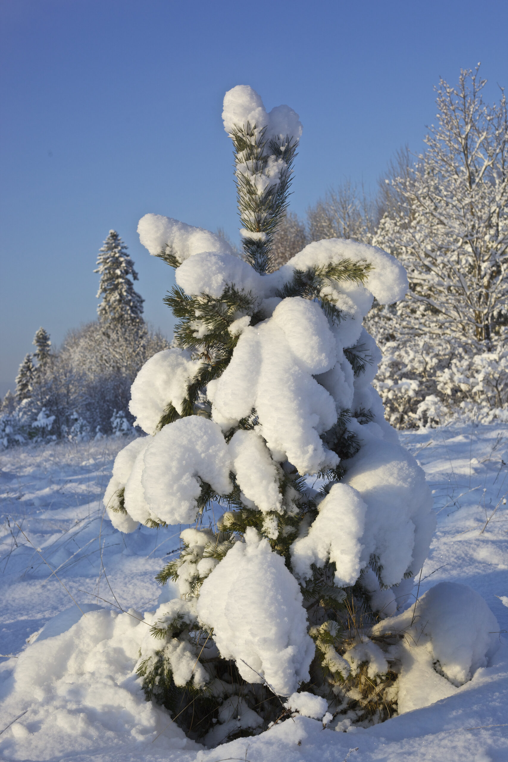 Noor mänd lumikatte all