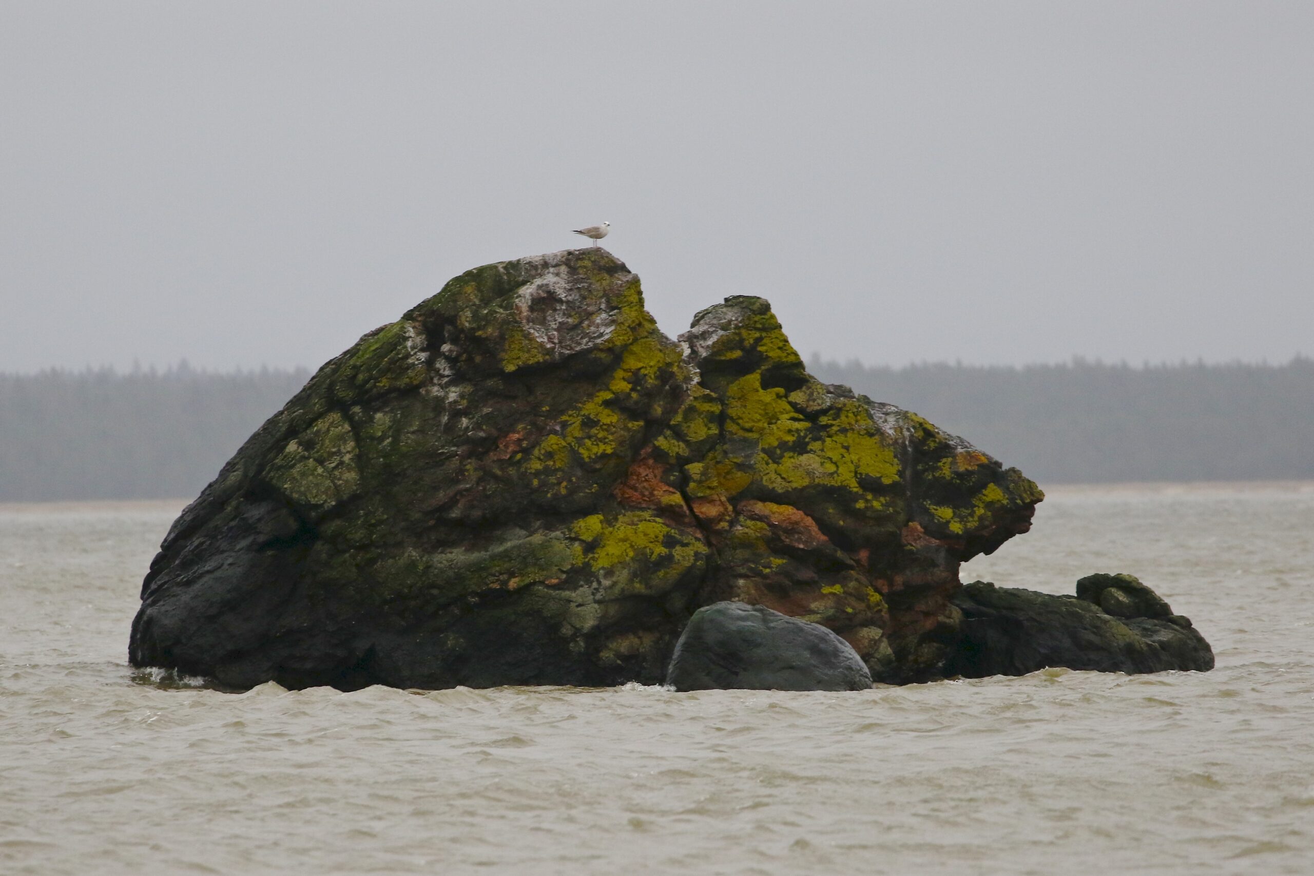 Kajakas kivi otsas meres