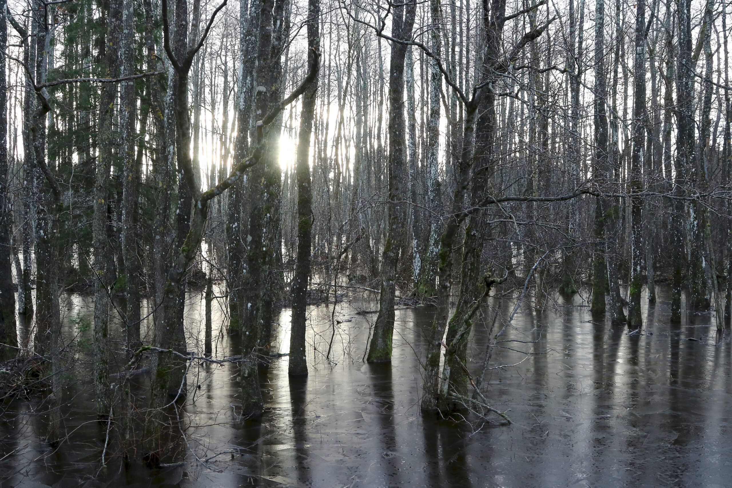Jäätunud metsaalune