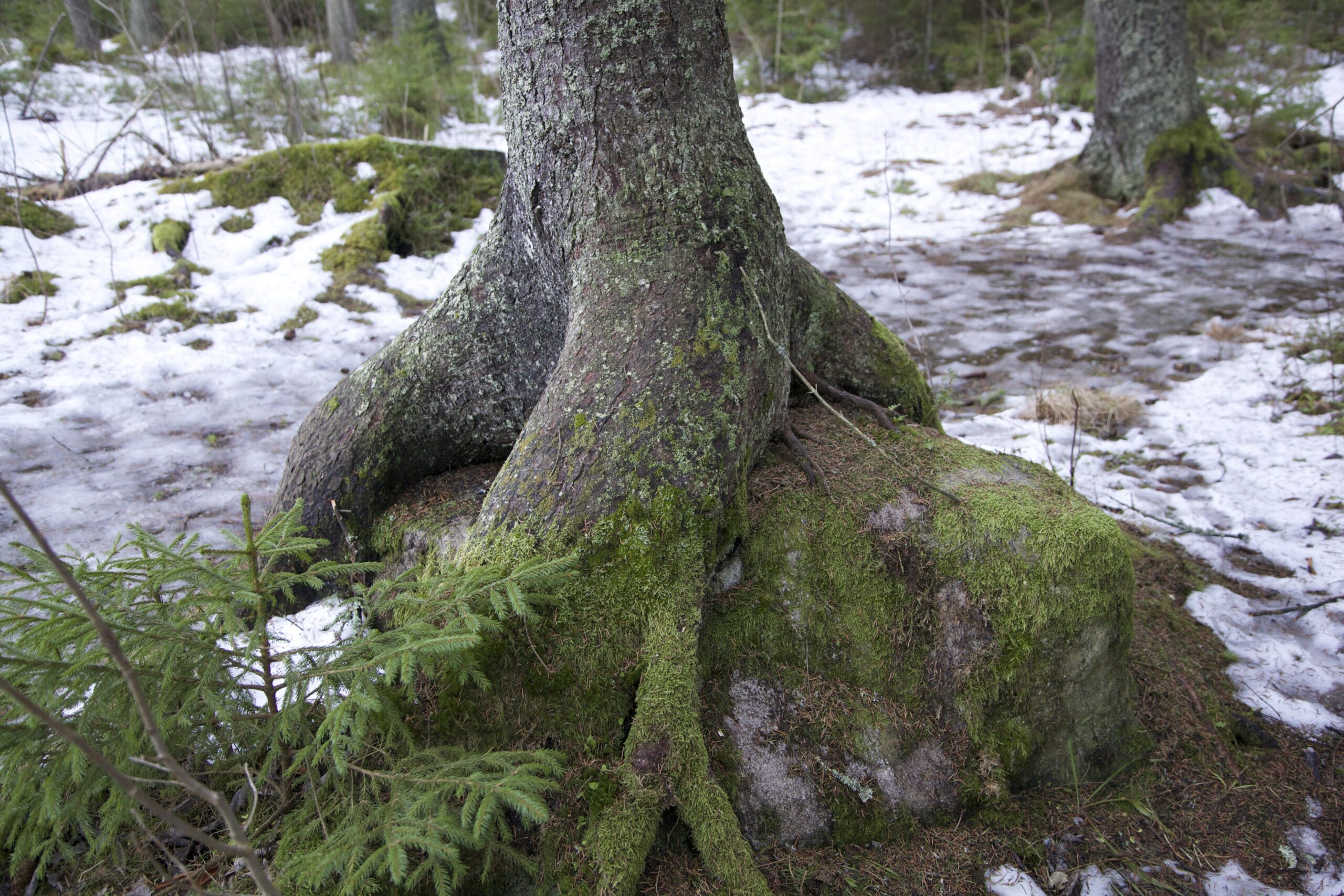 Kivi otsas kasvav kuusk