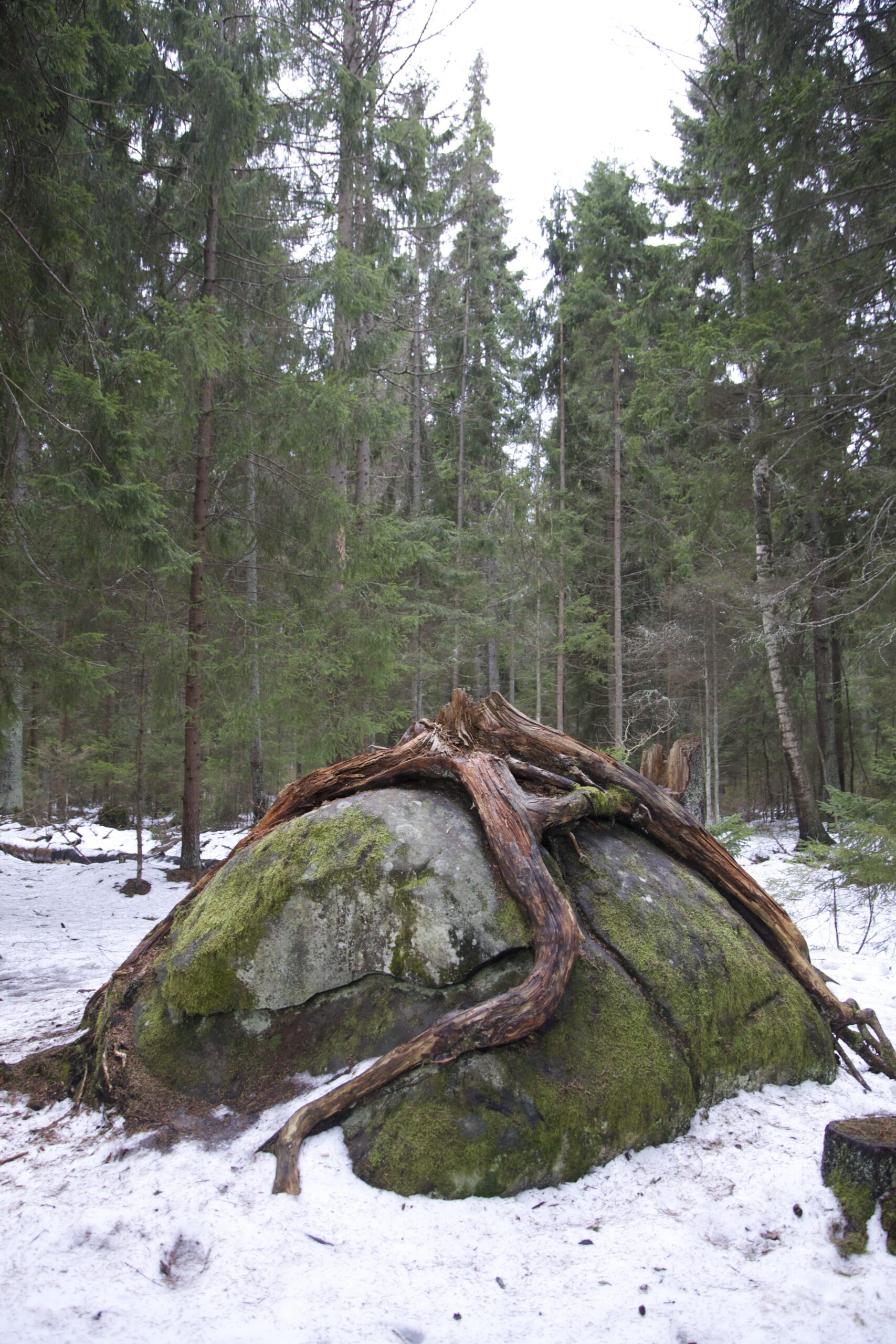Kunagise kuuse juured ümber kivi