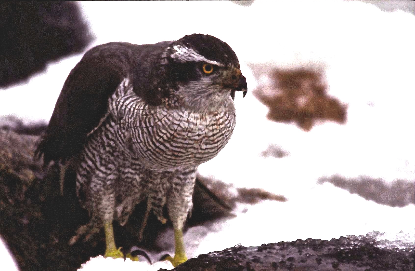 Täiskasvanud kanakulli emaslind
