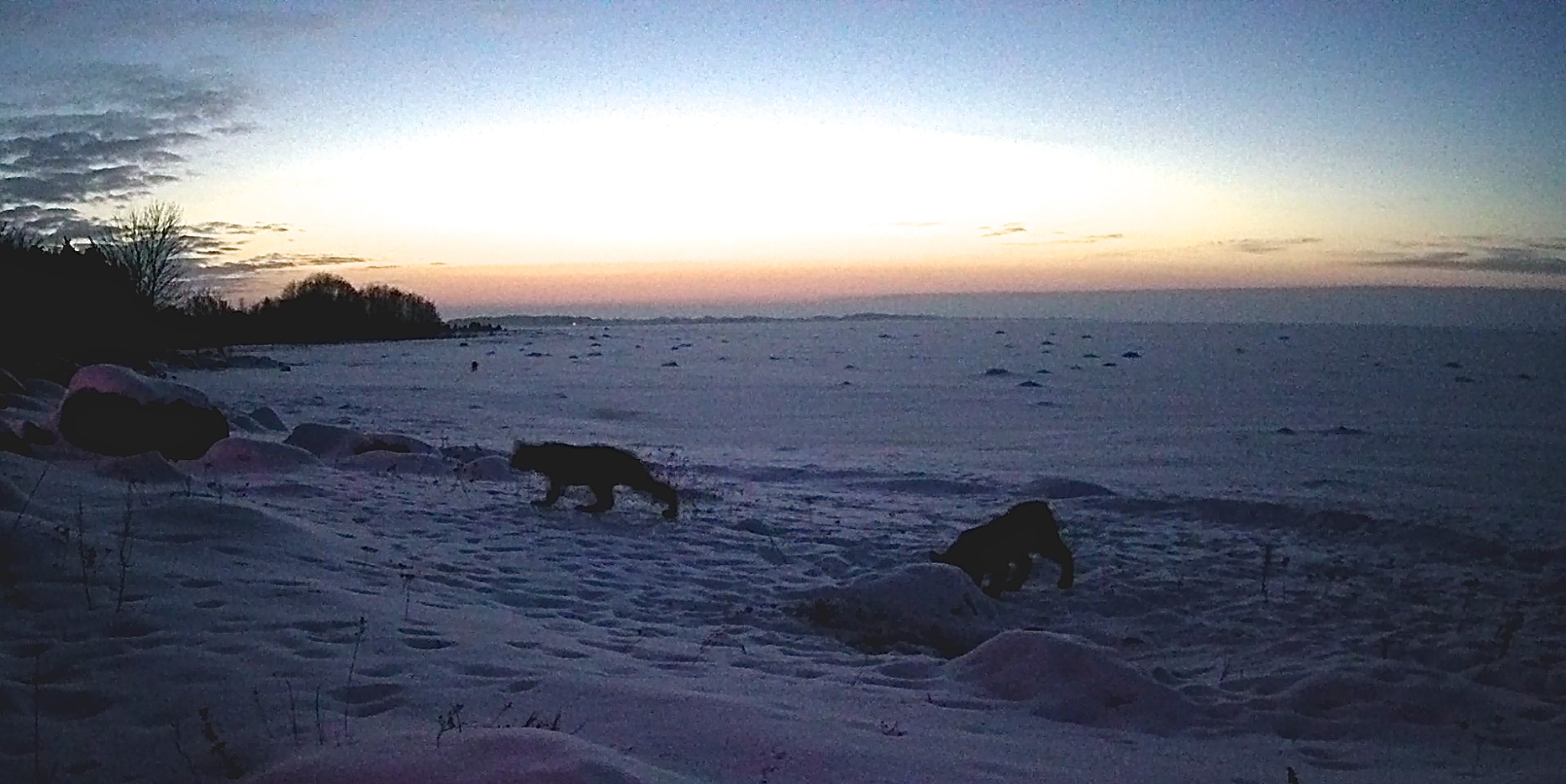 Kaks ilvest šaakalikaameras talvel