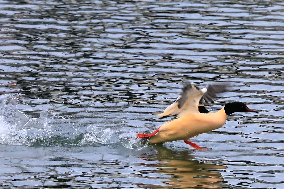Jääkoskel veest lendu tõusmas