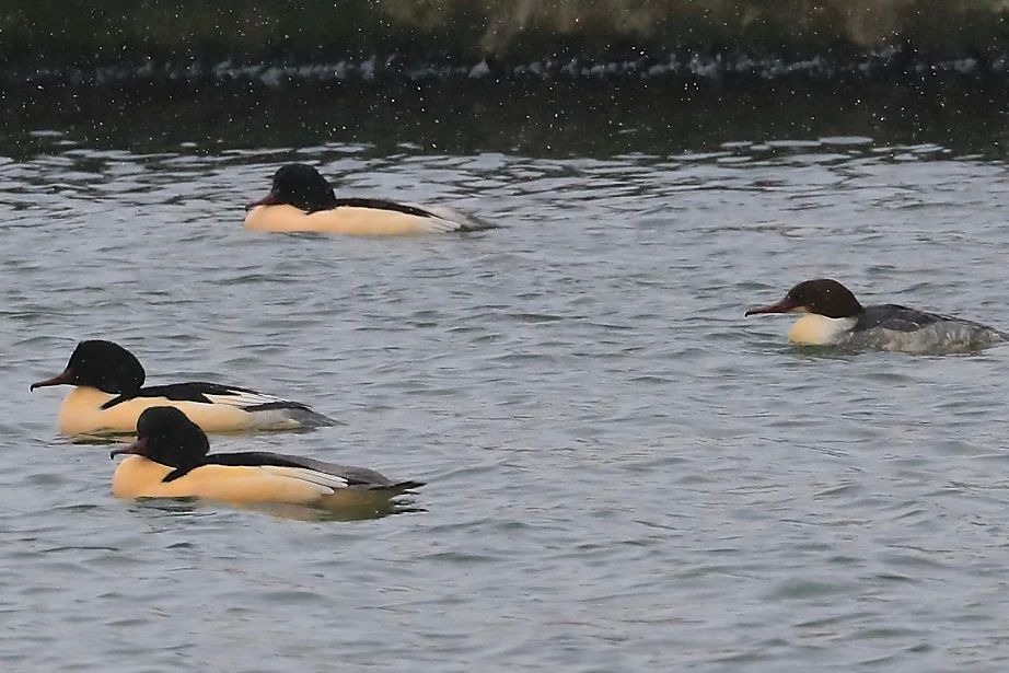 Neli jääkosklat ujumas