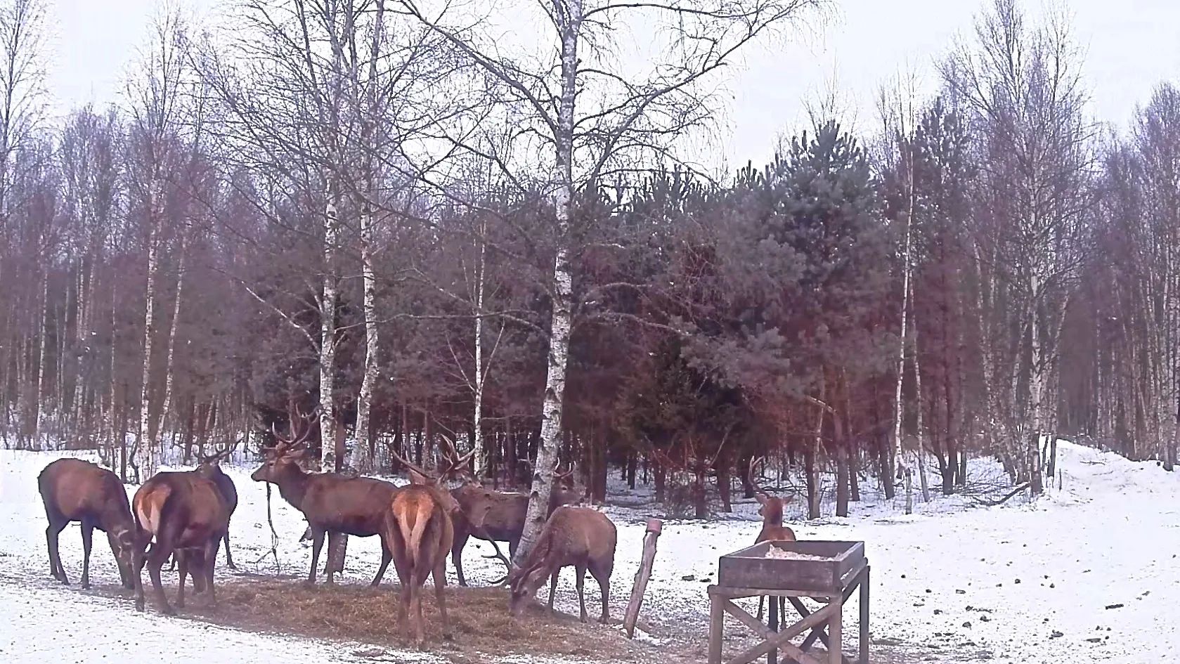 Hirved söödaplatsil kaamera ees, ühel käis sarvedes
