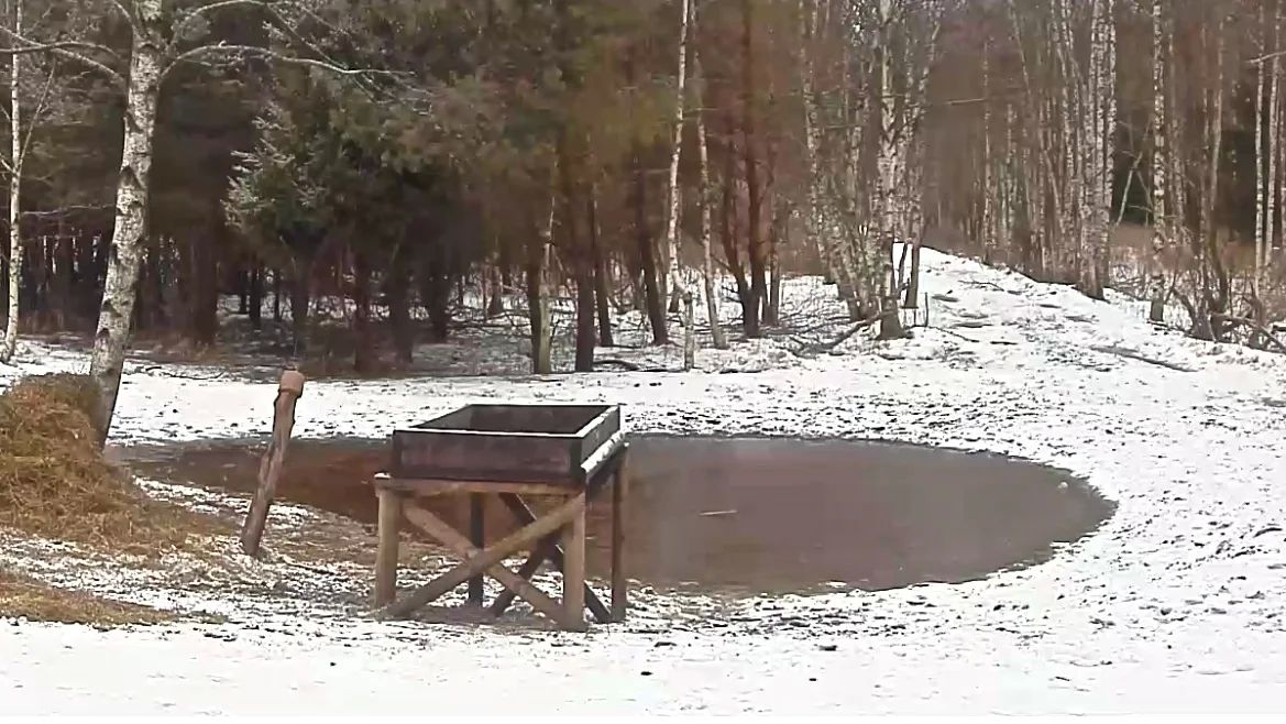 Söödaplats ja lomp ilma sarvedeta