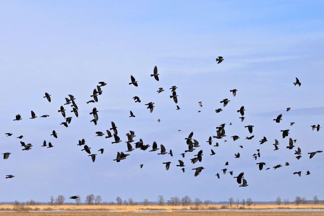 künnivareste, kuldnokkade ja hakkide parv