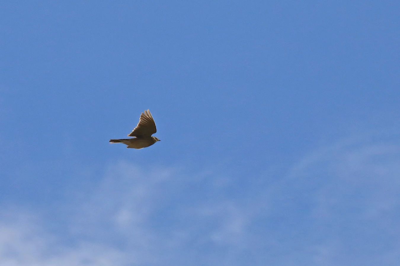 Lõoke lendamas taevas