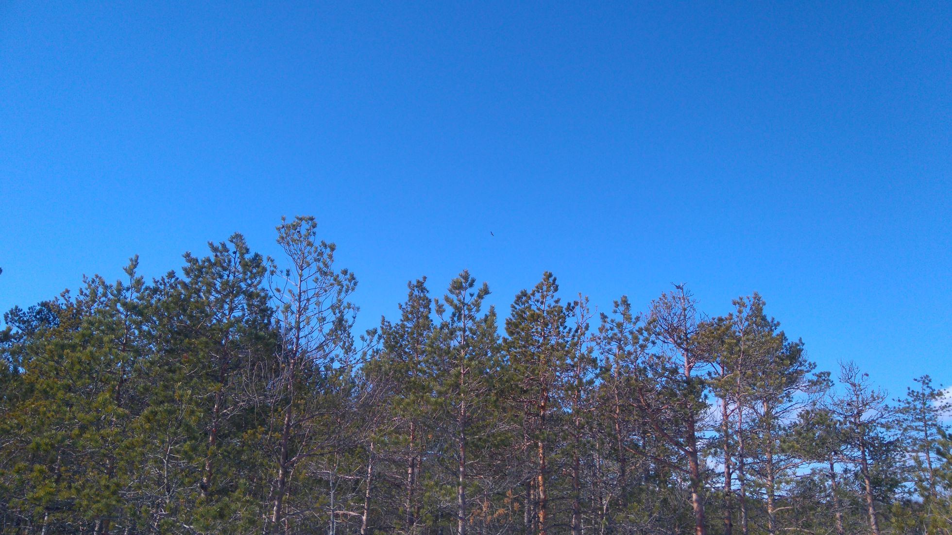 puude ladvad ja taevas