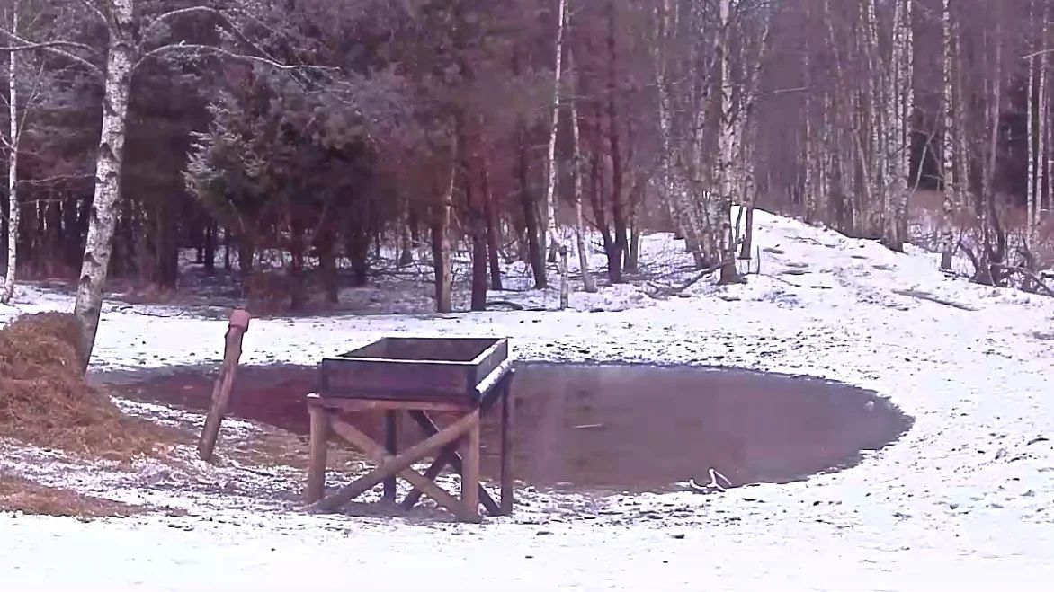 hirve sarved söödaplatsi kõrval oleva lombi ääres