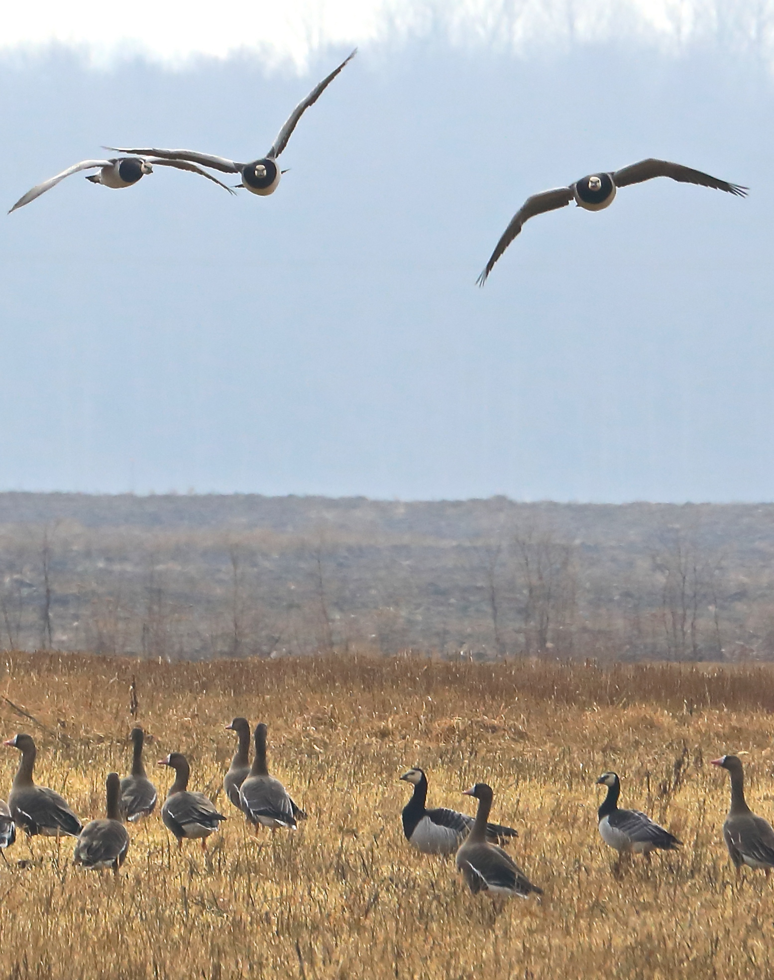 Valgepõsk-lagled lendamas ja põllul kõndimas