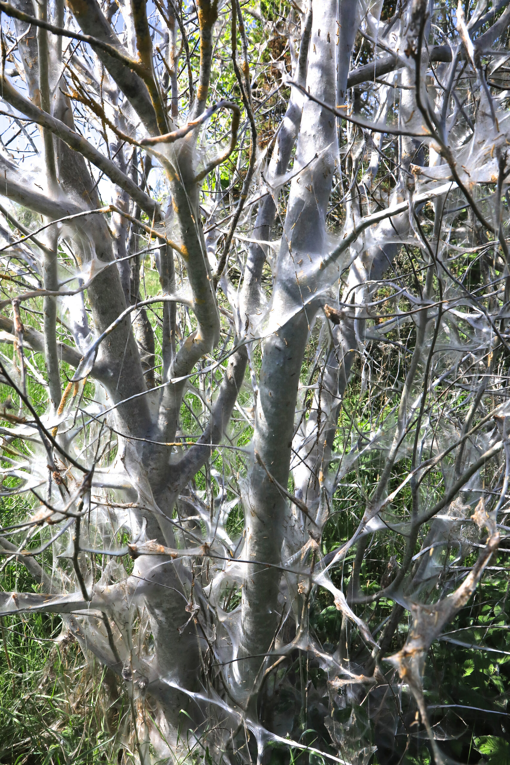 Toominga võra kaetud võrgendikoiga