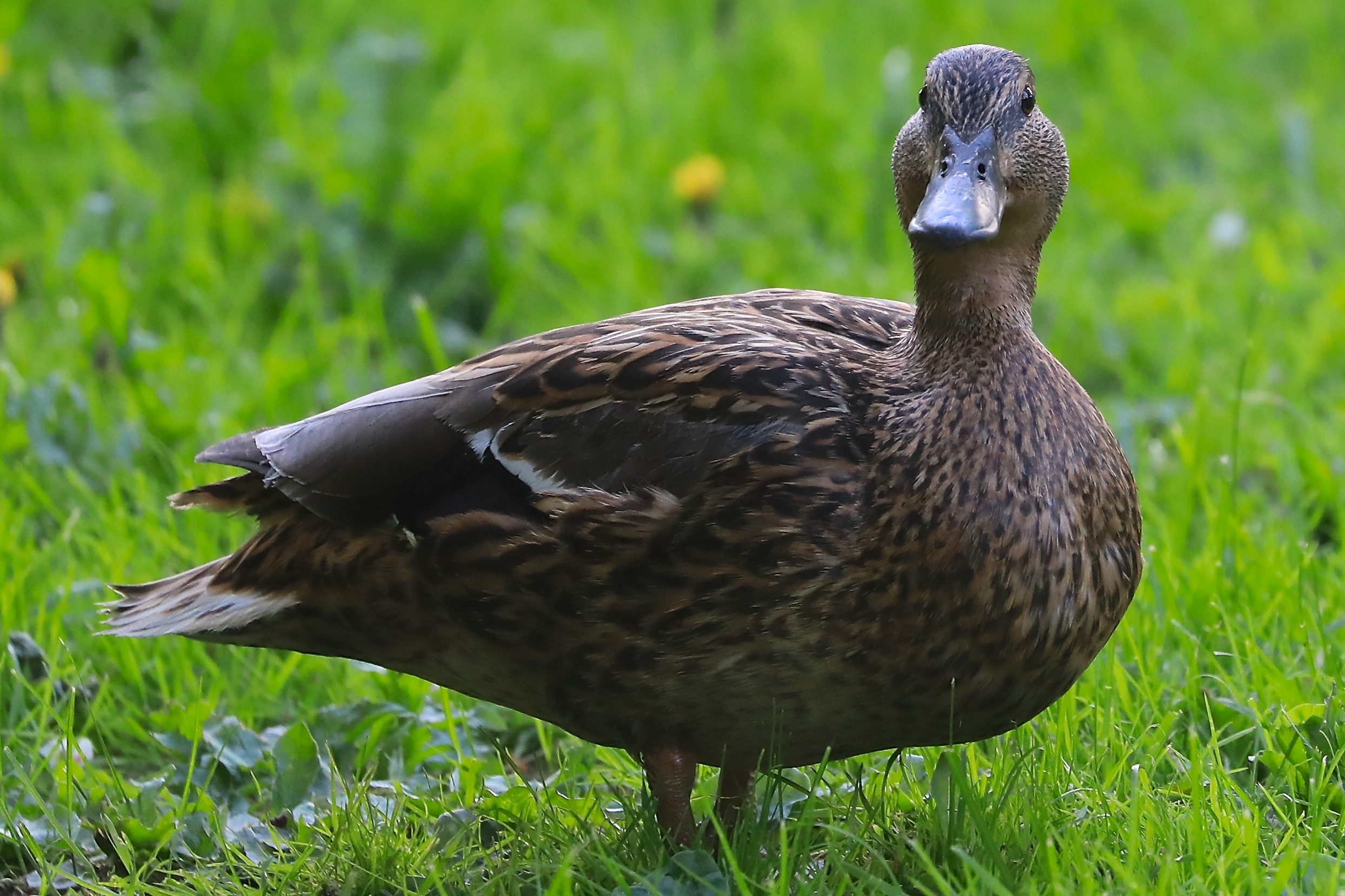 Emane part vaatamas kaamerasse