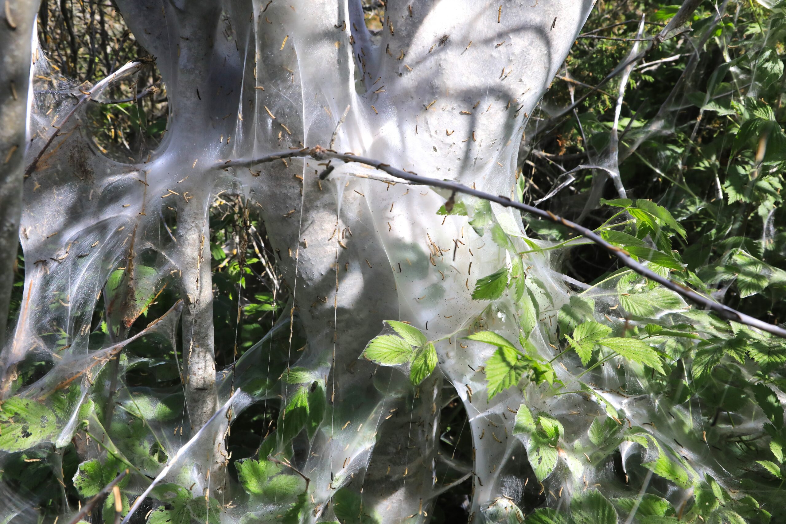 Toominga võrgendikoi