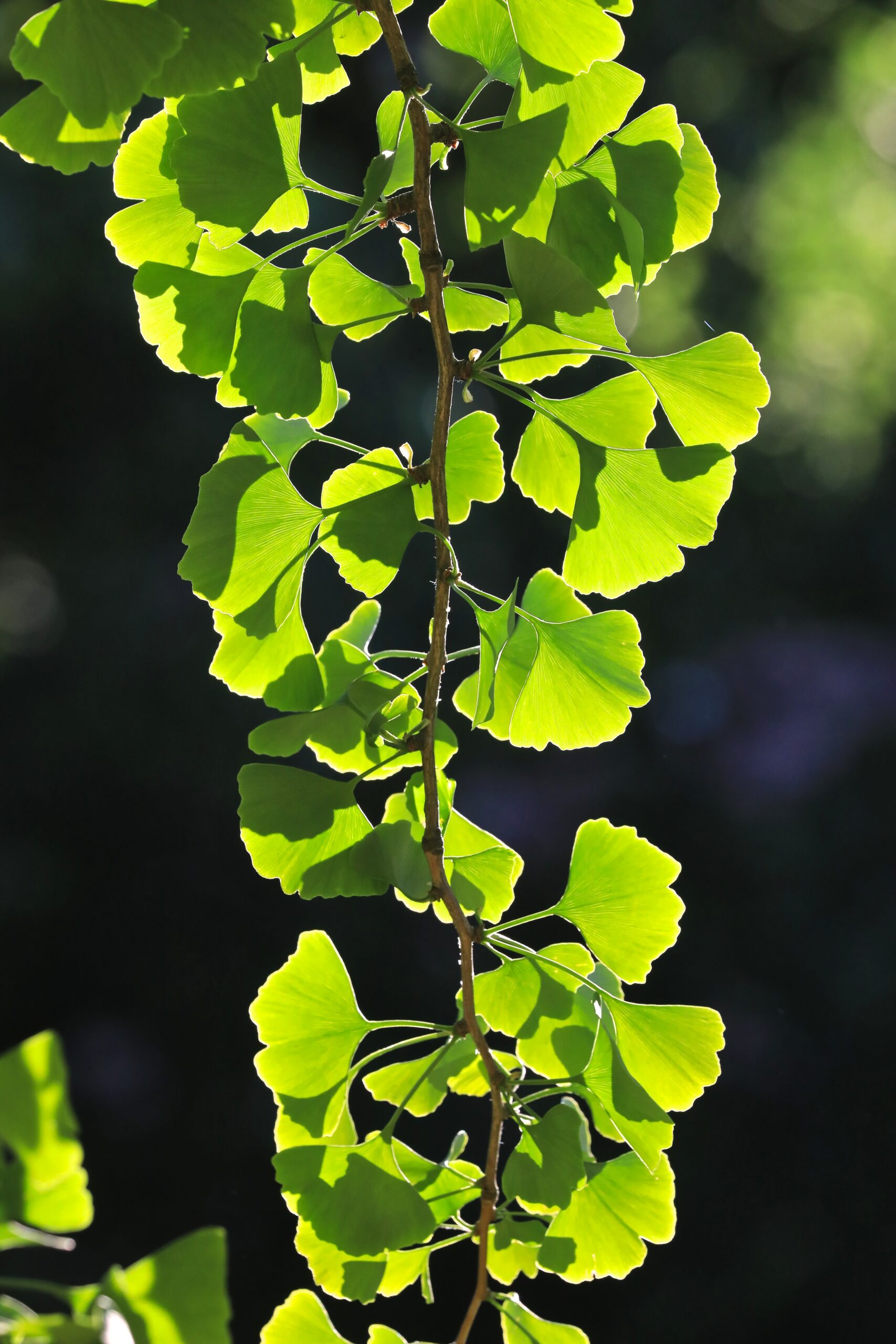 Hõlmikpuu oks ja lehed