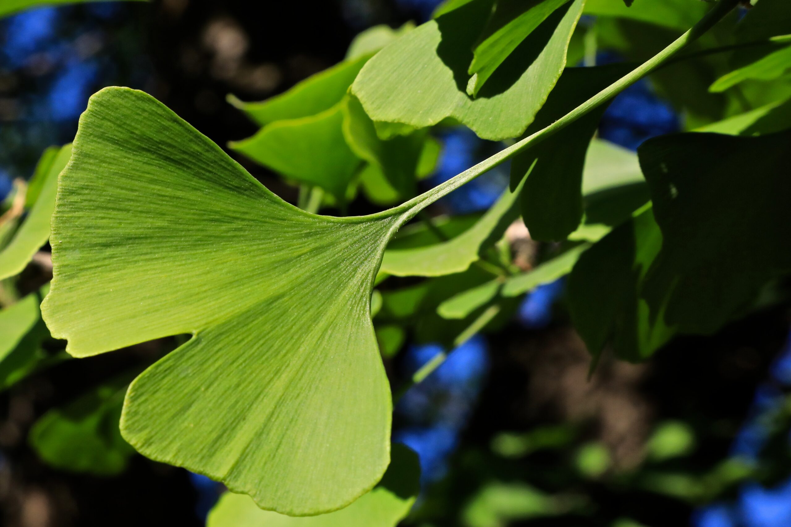 Lehekujuliseks kokku kasvanud okkad