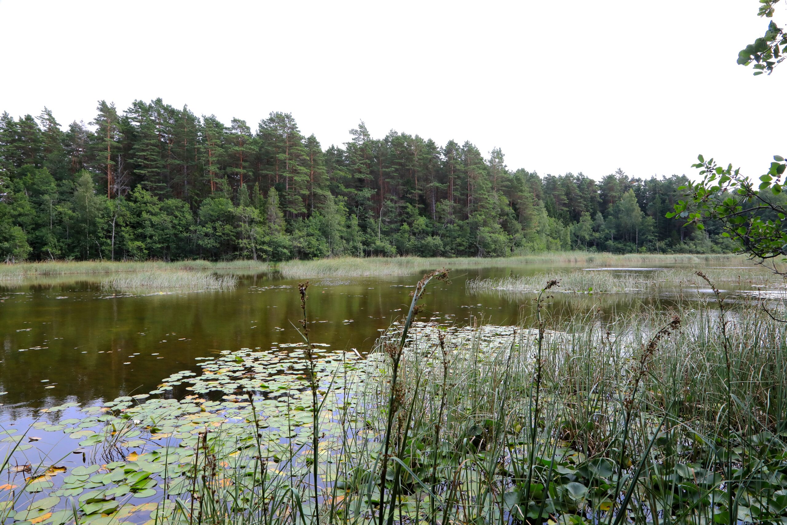 Tuhkana järv