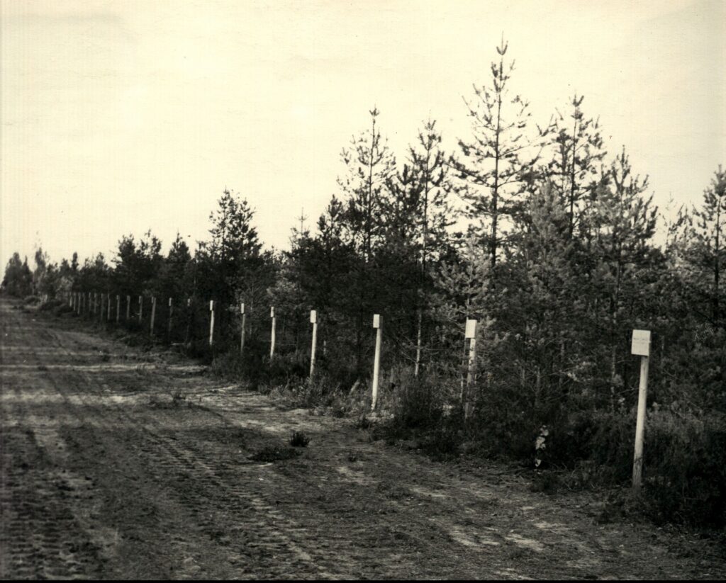 Erinevate pinnase ettevalmistuse viisidega katsetükid Sagadi metskonnas. Foto: SAGADI METSAMUUSEUM Katsetükid Sagadi metskonnas