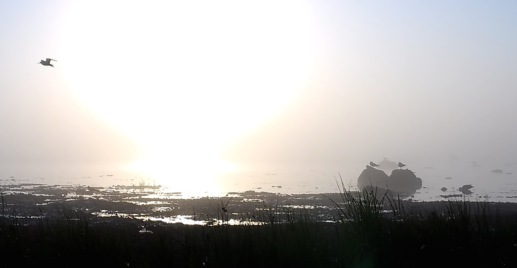Haversi rand, üks lind lendab, kolm istuvad suurtel kividel