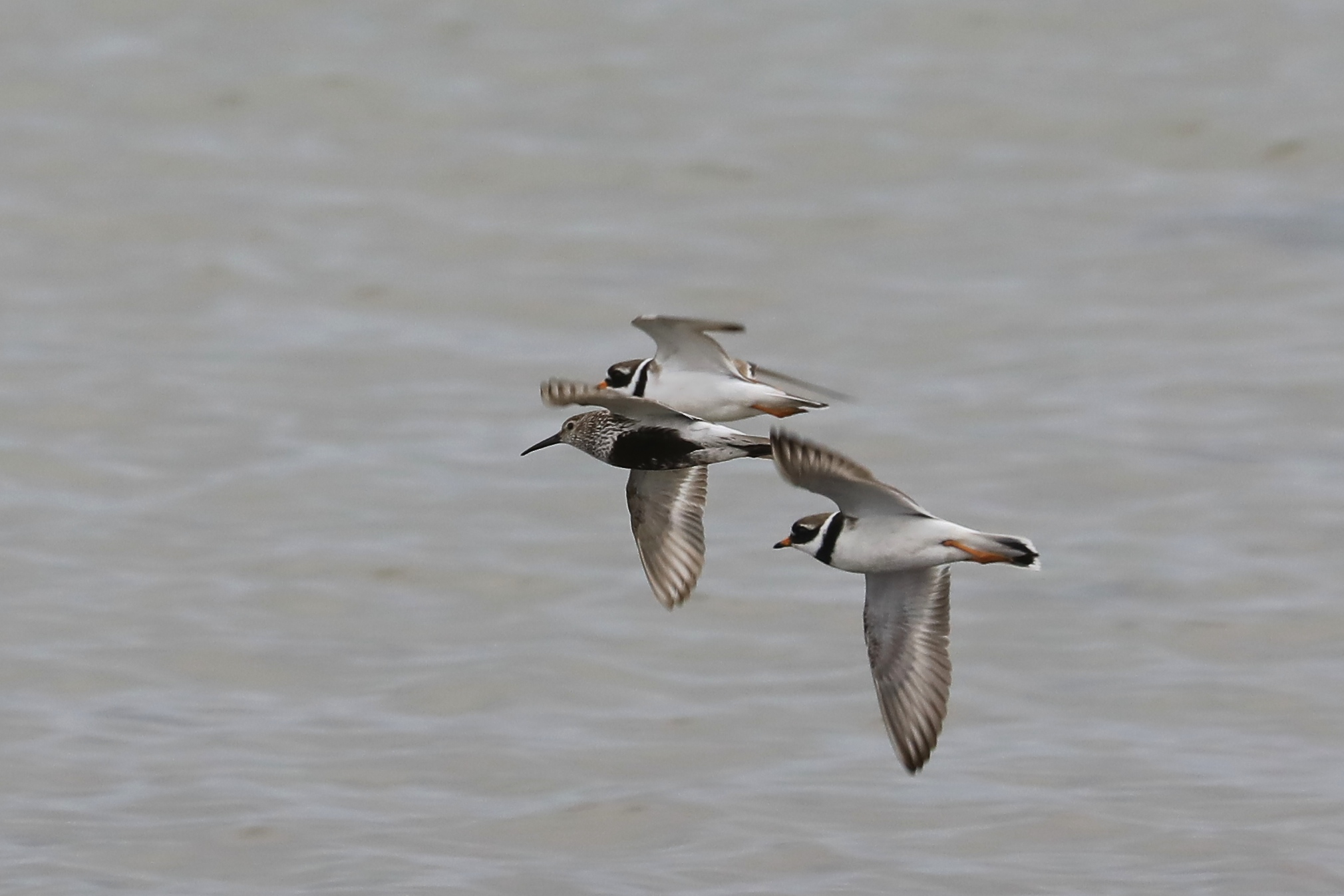 Kaks tundrarüdi ja üks liivatüll