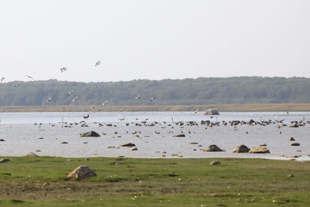 Hallhaned maandumas Haeskas