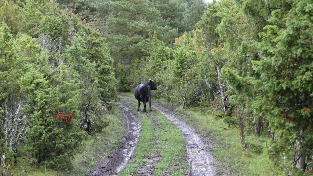 Veis jalutamas remontimata teelõigul