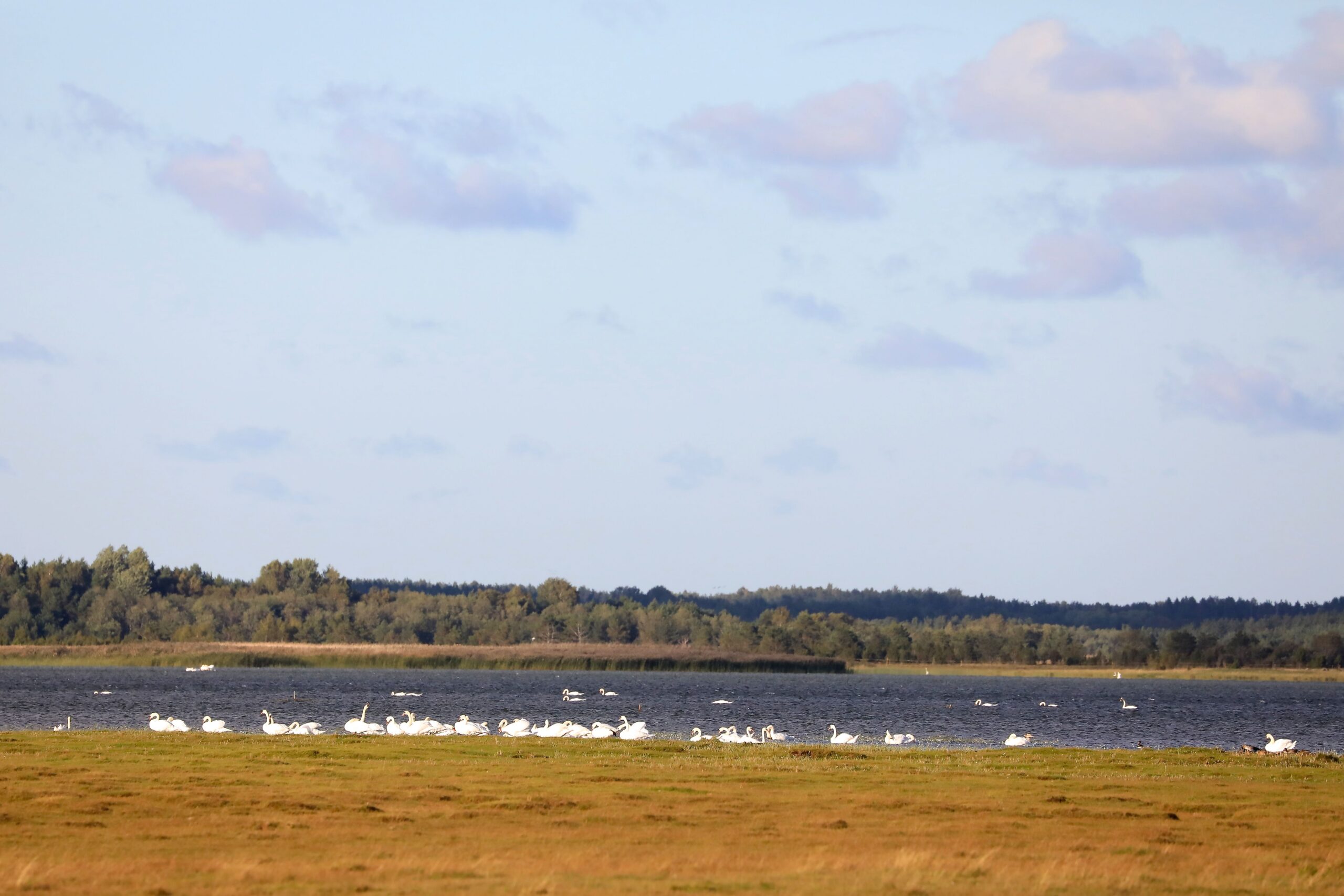 Kühmnokk-luiged Tahu lahes ujumas