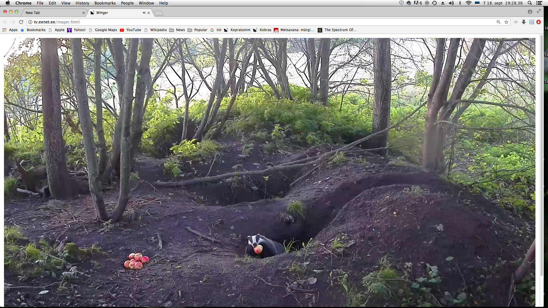 mäger uru serval õunaga