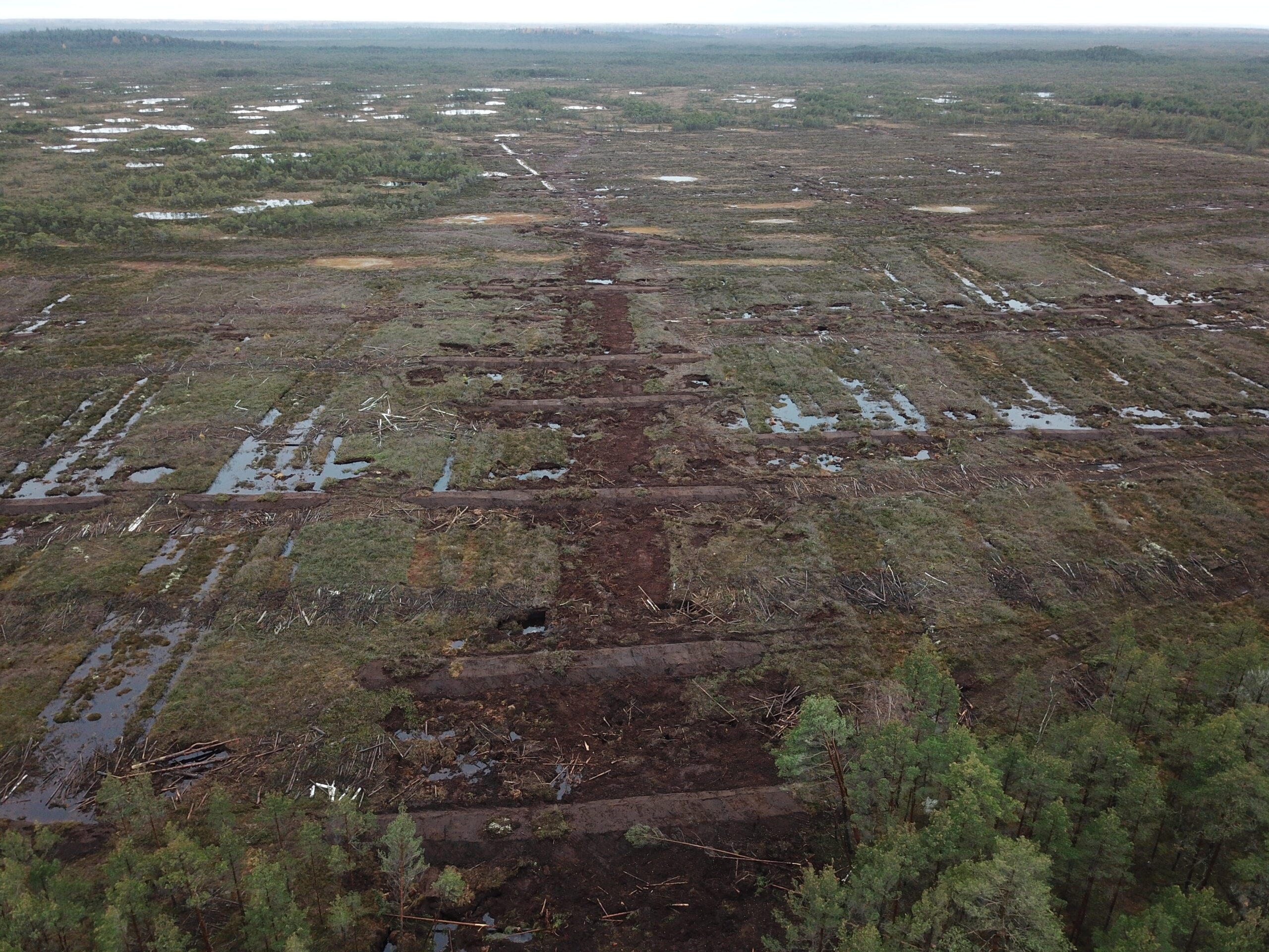 Droonifoto paisudega suletud kraavidest