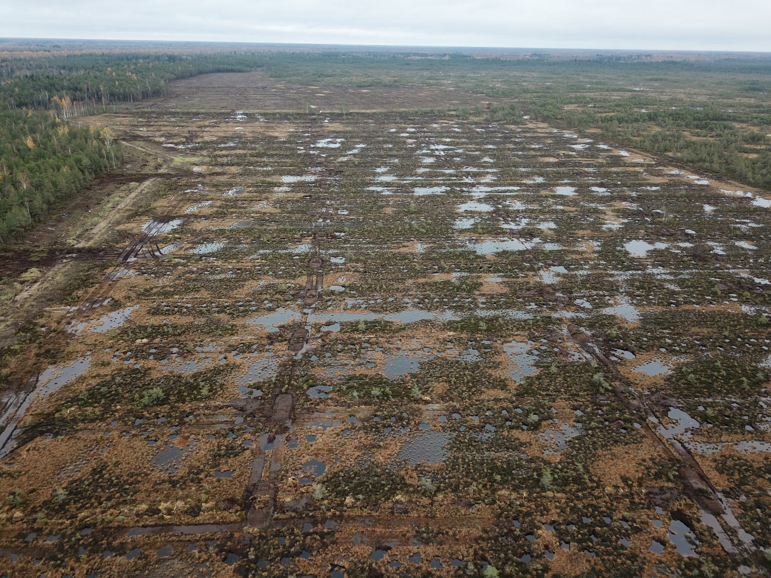 Droonifoto paisudega suletud kraavidest