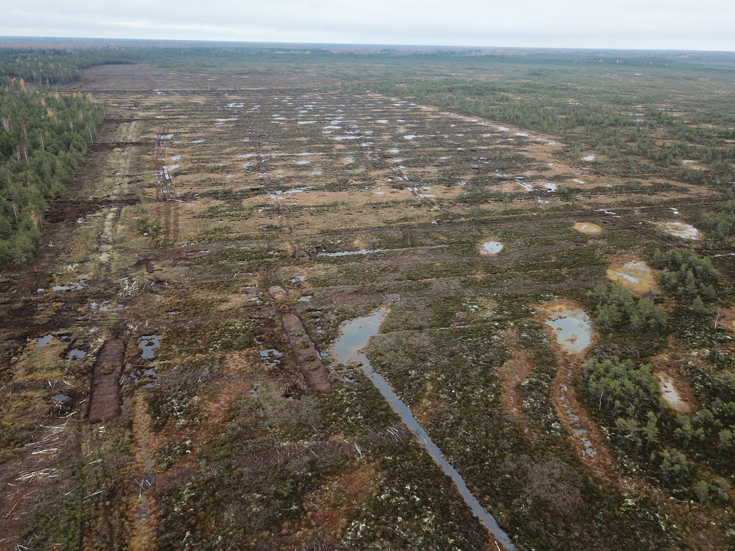 Droonifoto paisudega suletud kraavidest