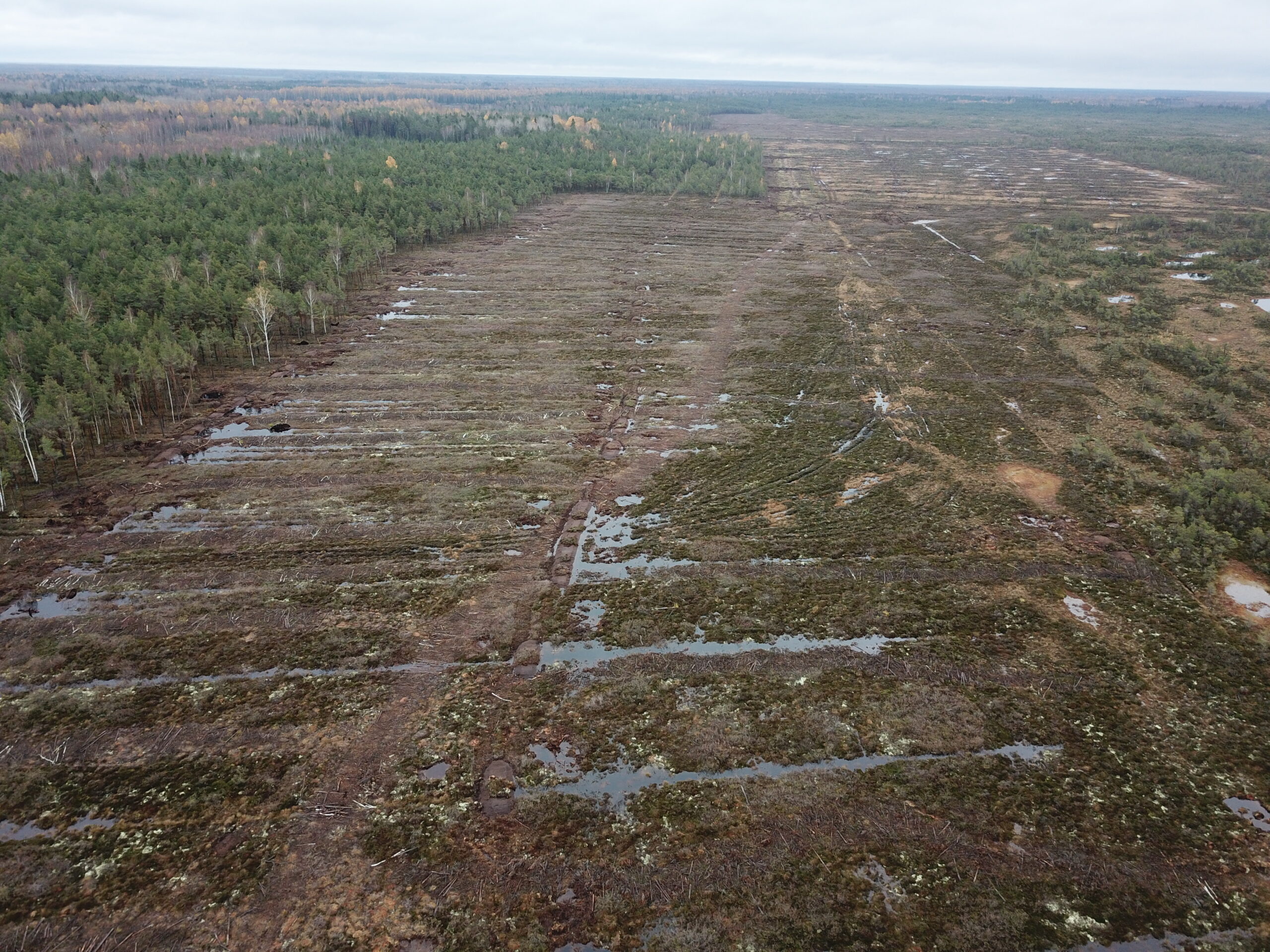 Droonifoto paisudega suletud kraavidest