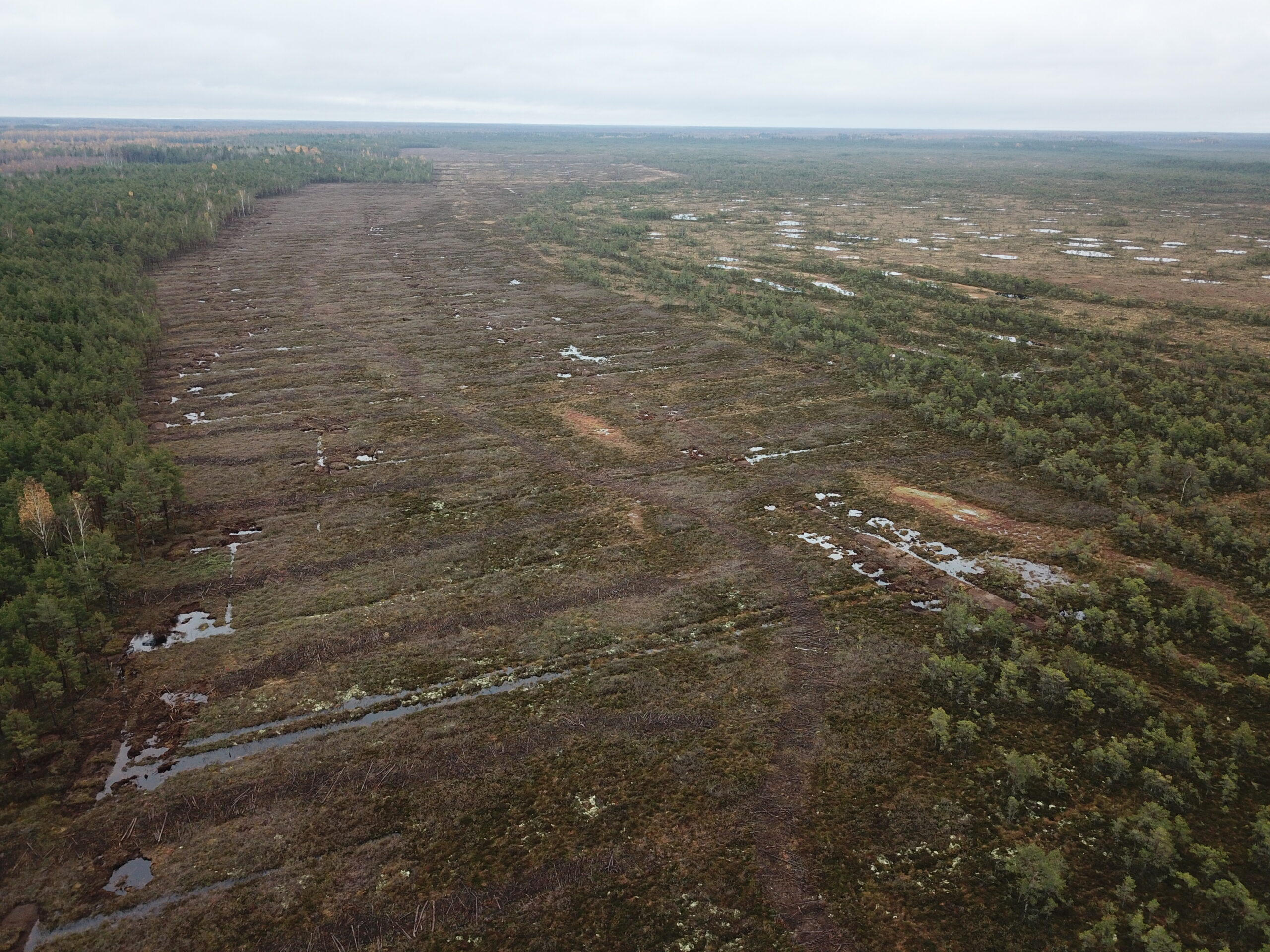 Droonifoto paisudega suletud kraavidest