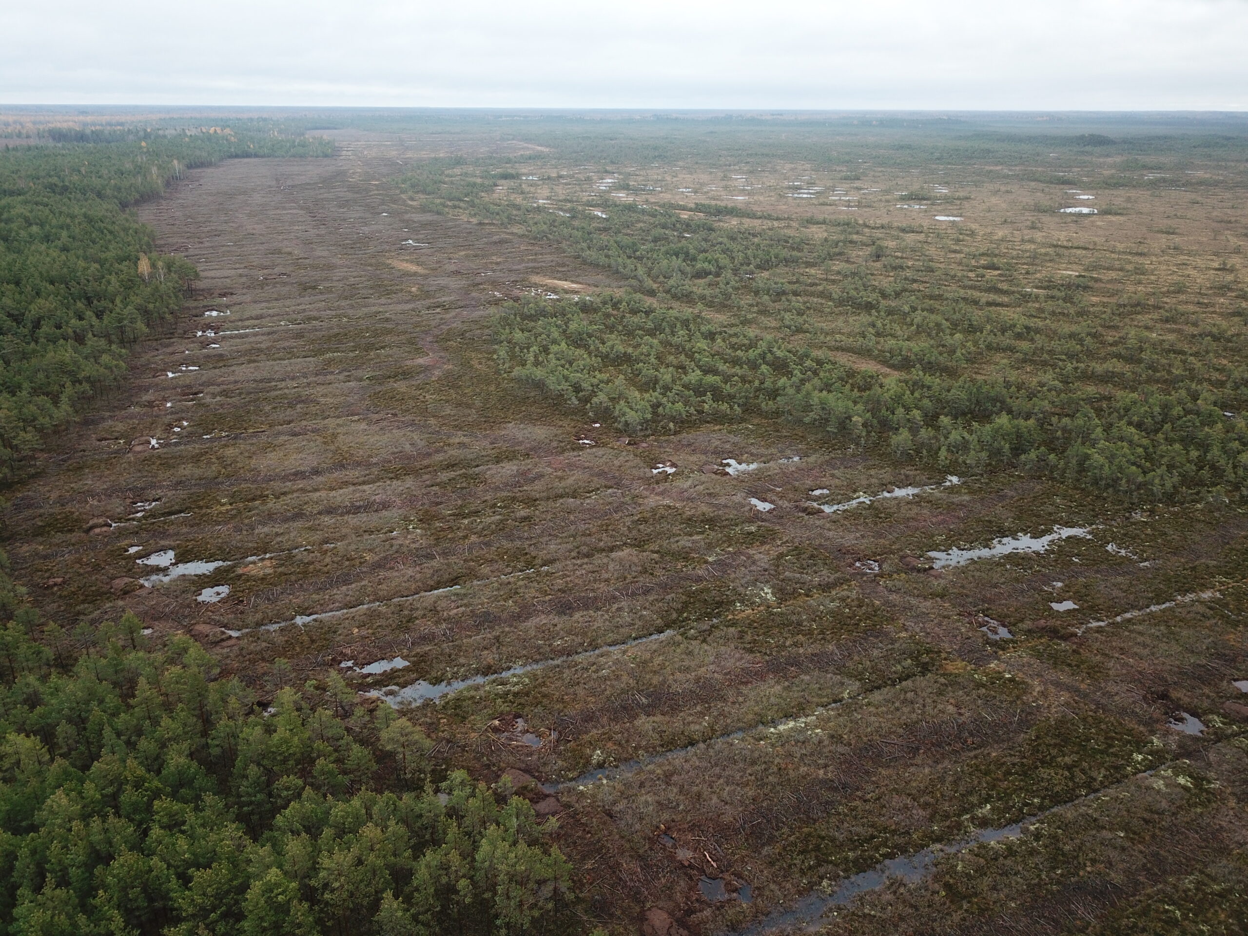 Droonifoto paisudega suletud kraavidest