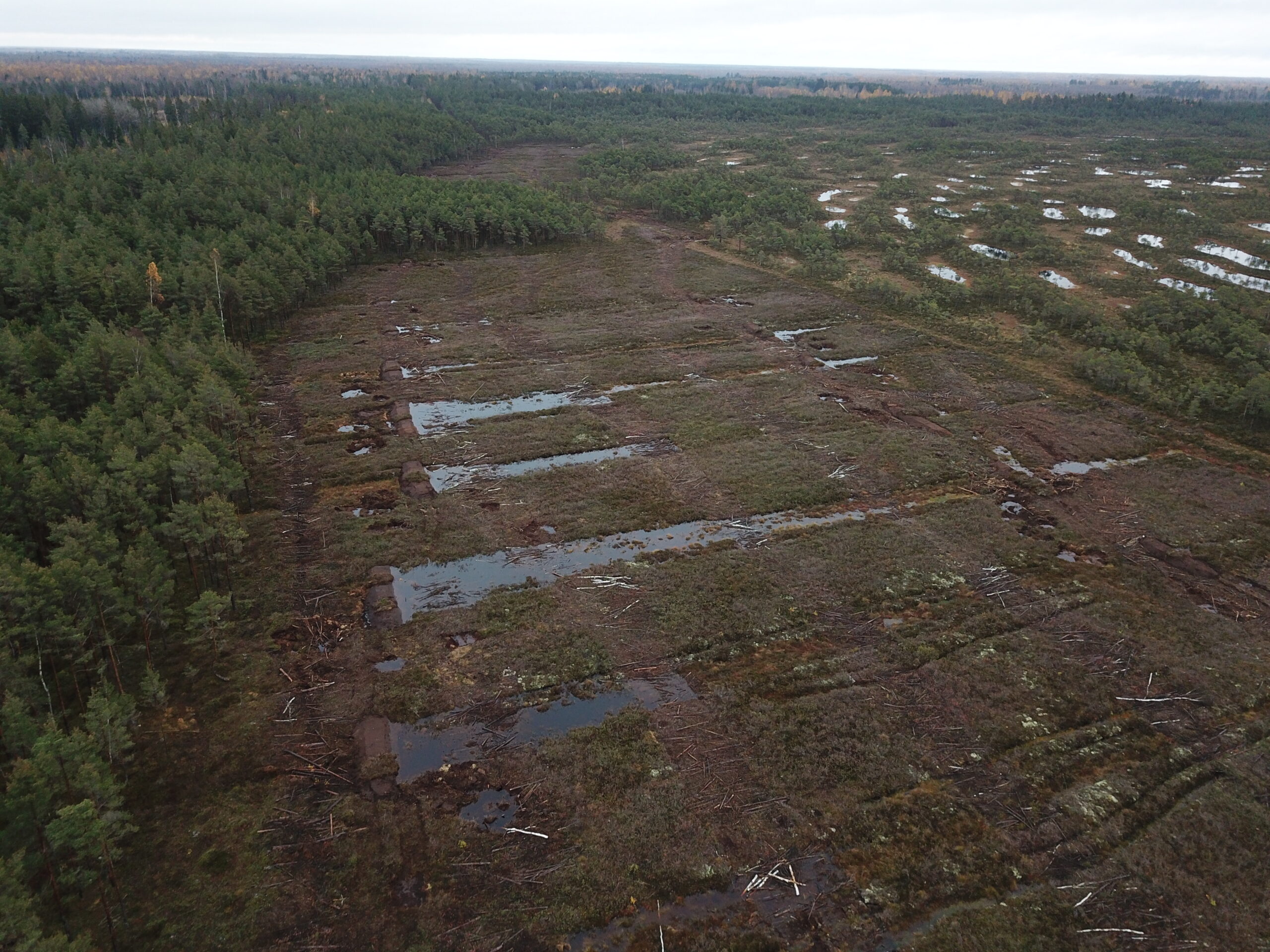 Droonifoto paisudega suletud kraavidest