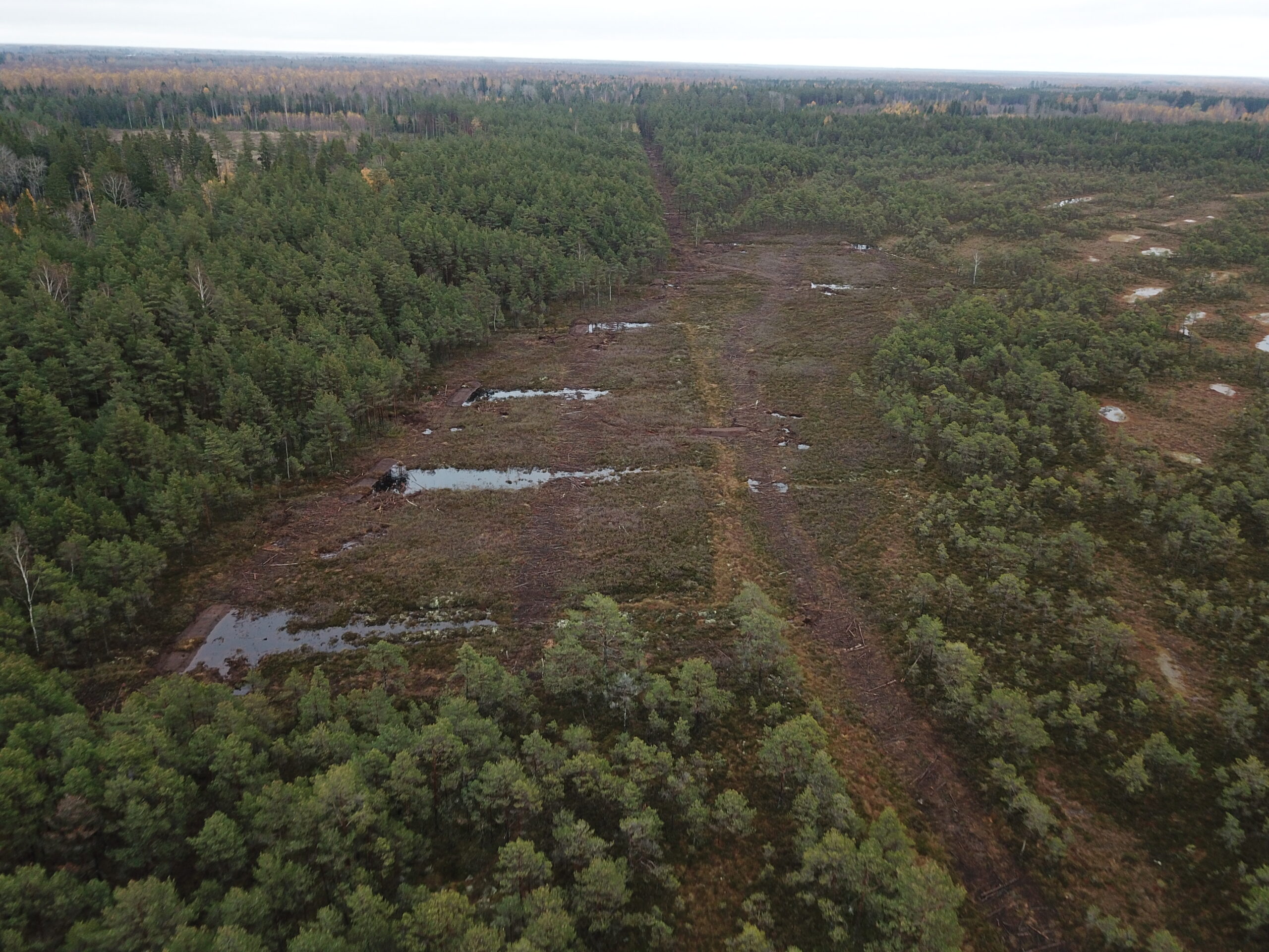 Droonifoto paisudega suletud kraavidest