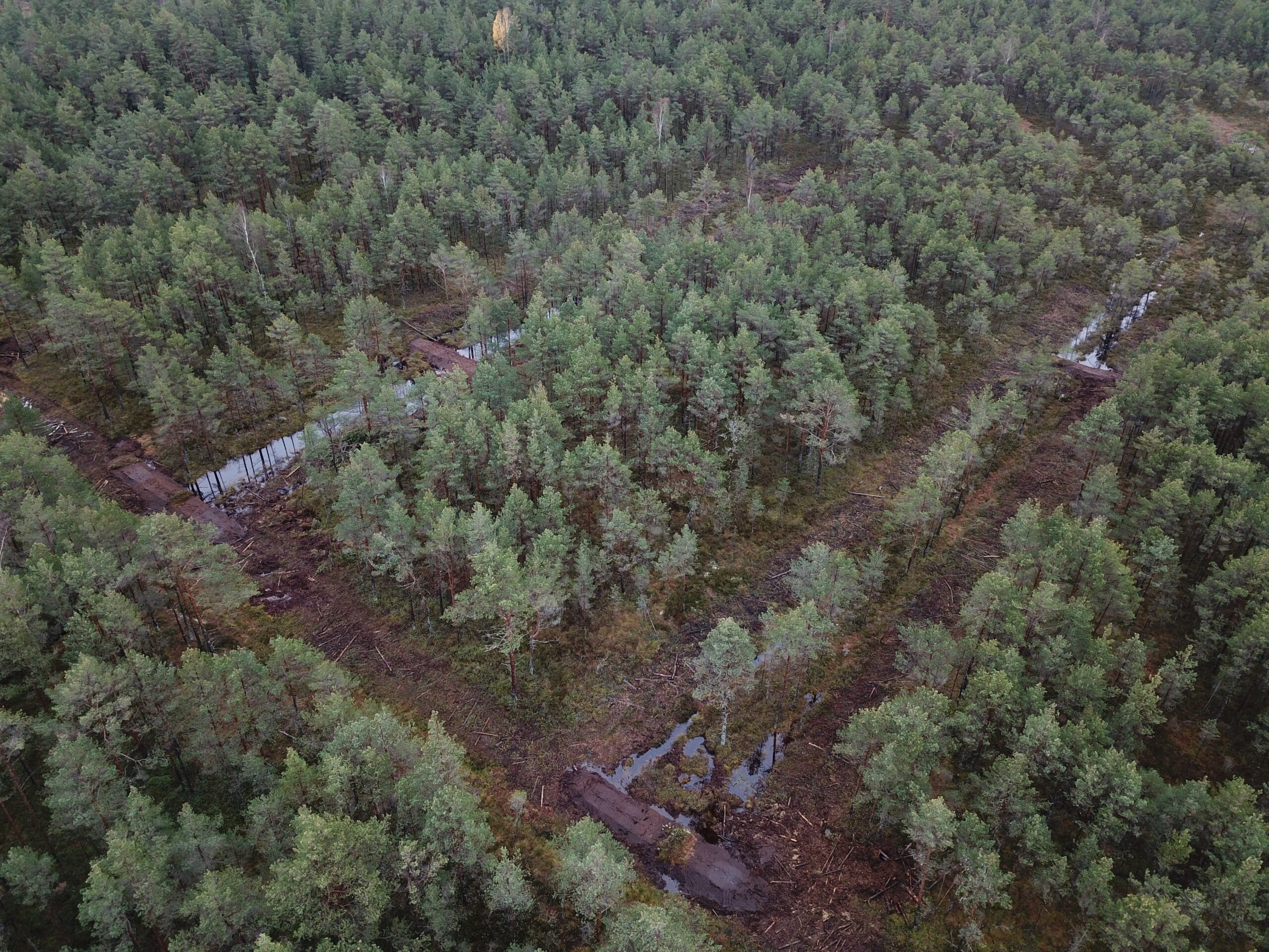 Droonifoto paisudega suletud kraavidest