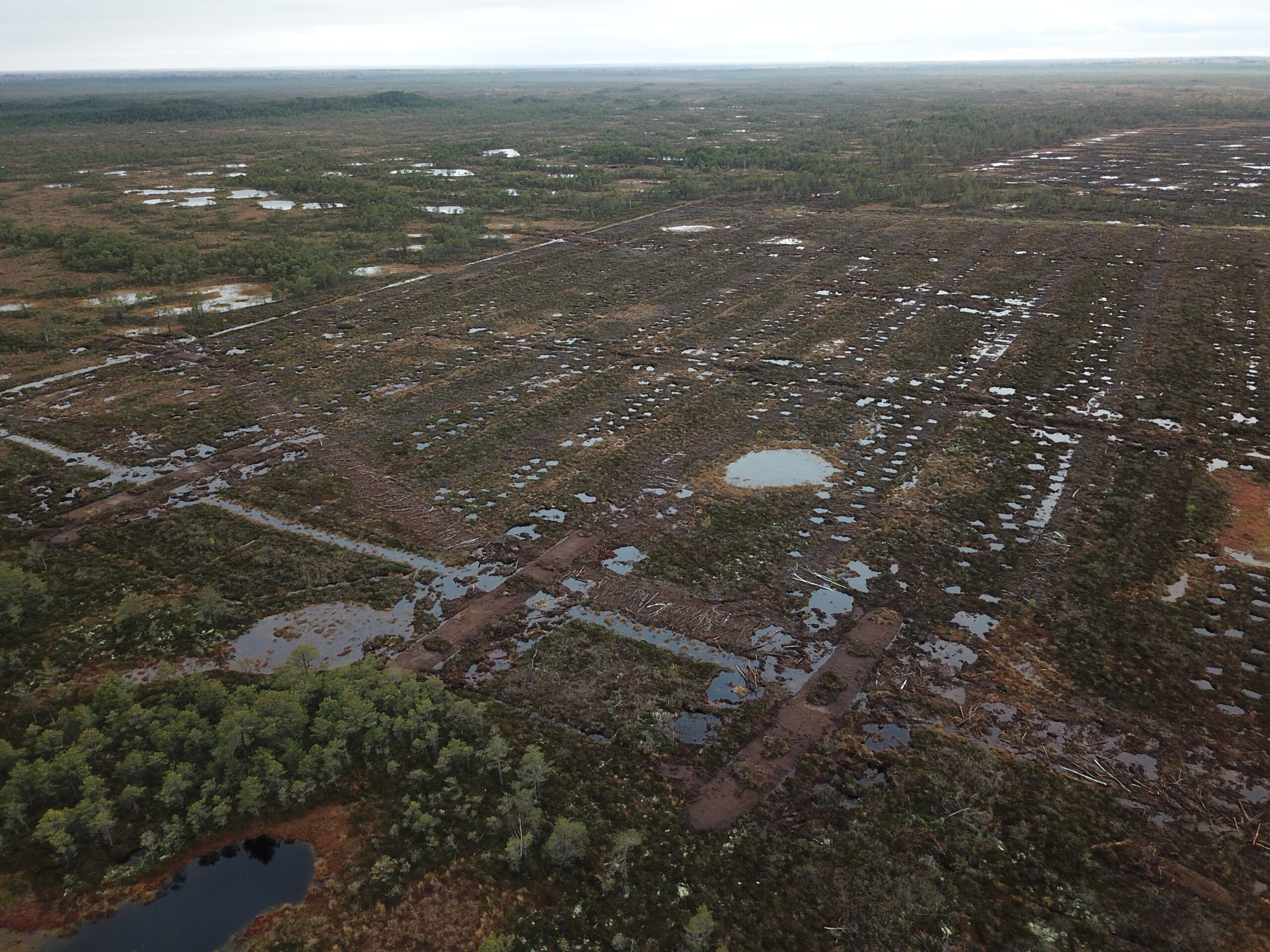 Droonifoto paisudega suletud kraavidest