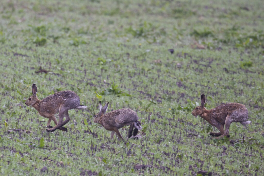 Kolm halljänes põllul jooksmas