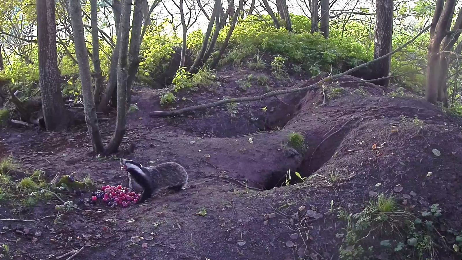 Mäger ploome söömas