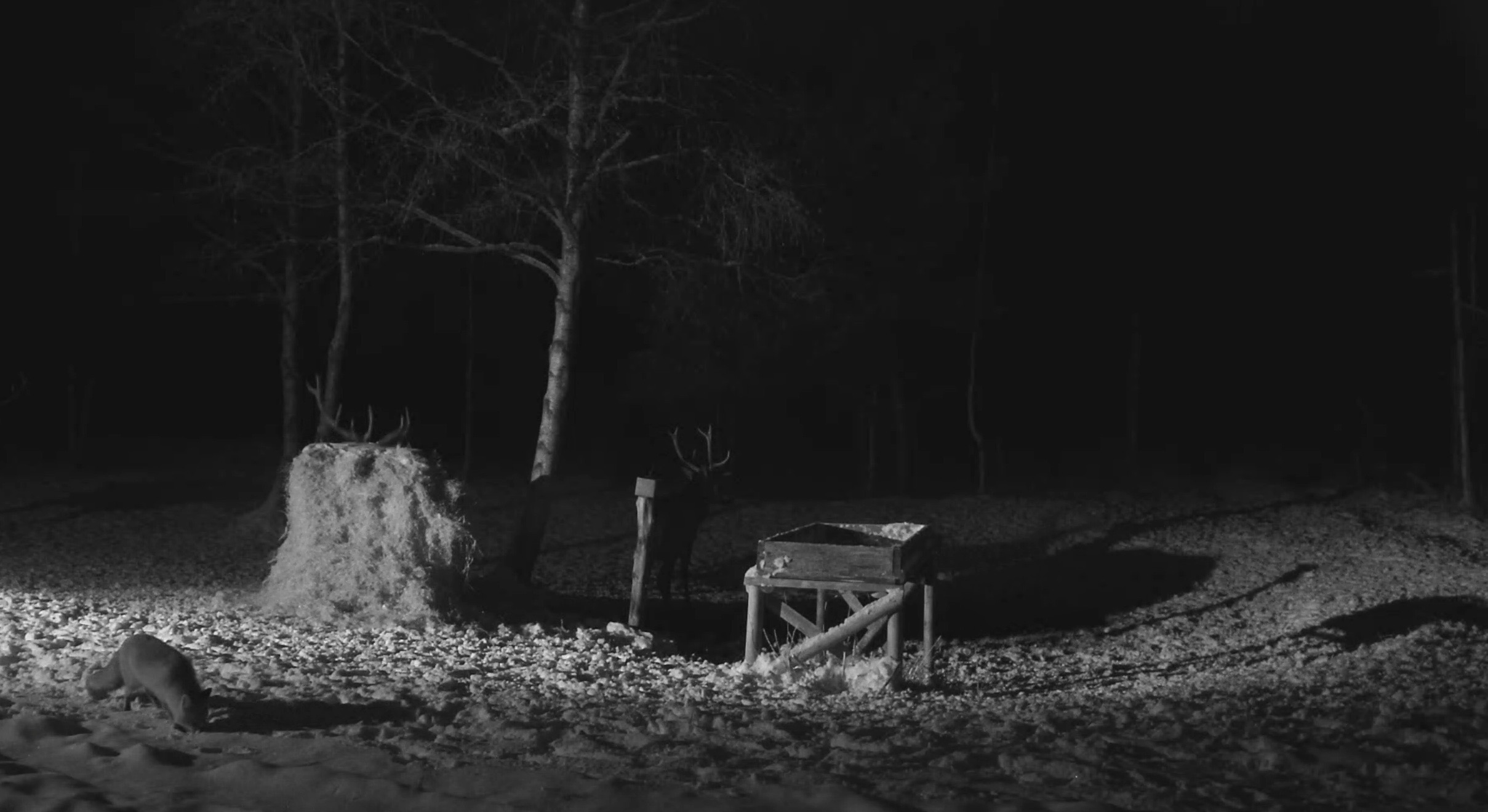 Rebane ja hirved pimeduses söödaplatsil