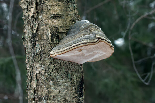 Tuletael (ld k Fomes fomentarius) 