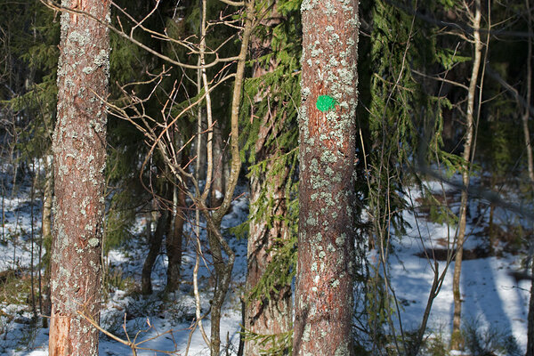 Roheline märk männil näitab RMK õpperaja suunda. Foto: Oleg Tsõmbarevich