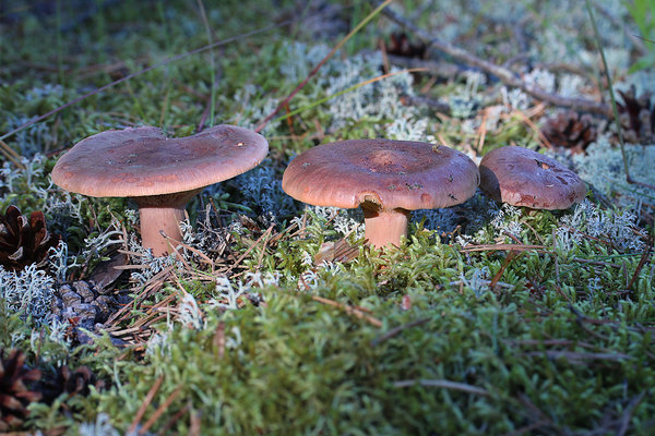 Männiriisikas (Lactarius rufus) – riisikate (Lactarius) perekond, pilvikuliste (Russulaceae) sugukond.